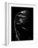 Wild Grass Seed Heads, X-ray-Koetsier Albert-Framed Photographic Print