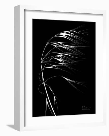 Wild Grass Seed Heads, X-ray-Koetsier Albert-Framed Photographic Print
