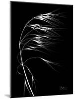 Wild Grass Seed Heads, X-ray-Koetsier Albert-Mounted Photographic Print