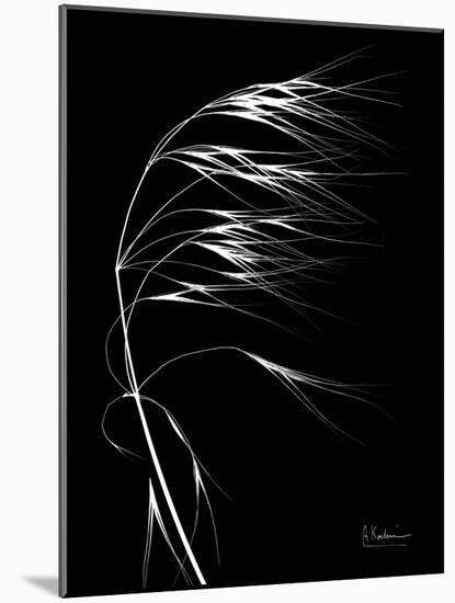 Wild Grass Seed Heads, X-ray-Koetsier Albert-Mounted Photographic Print