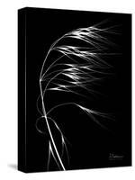 Wild Grass Seed Heads, X-ray-Koetsier Albert-Stretched Canvas