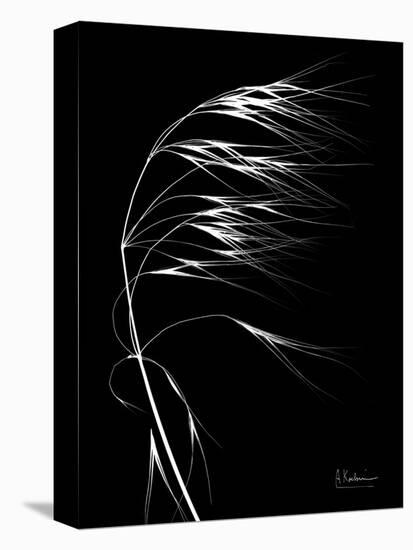 Wild Grass Seed Heads, X-ray-Koetsier Albert-Stretched Canvas