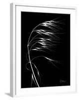 Wild Grass Seed Heads, X-ray-Koetsier Albert-Framed Photographic Print