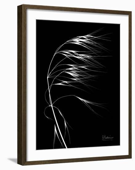 Wild Grass Seed Heads, X-ray-Koetsier Albert-Framed Photographic Print