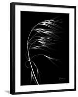 Wild Grass Seed Heads, X-ray-Koetsier Albert-Framed Photographic Print