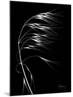 Wild Grass Seed Heads, X-ray-Koetsier Albert-Mounted Photographic Print