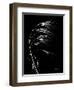 Wild Grass Seed Heads, X-ray-Koetsier Albert-Framed Photographic Print