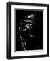 Wild Grass Seed Heads, X-ray-Koetsier Albert-Framed Photographic Print