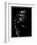 Wild Grass Seed Heads, X-ray-Koetsier Albert-Framed Photographic Print