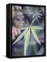 Wild Growing Hemp-Brigitte Sporrer-Framed Stretched Canvas