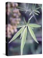 Wild Growing Hemp-Brigitte Sporrer-Stretched Canvas