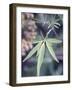 Wild Growing Hemp-Brigitte Sporrer-Framed Photographic Print