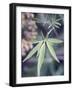 Wild Growing Hemp-Brigitte Sporrer-Framed Photographic Print