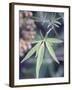 Wild Growing Hemp-Brigitte Sporrer-Framed Photographic Print