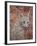 Wild Hare-James W. Johnson-Framed Giclee Print