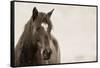 Wild Hearts-KaCee Erle-Framed Stretched Canvas