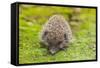 Wild Hedgehog is Looking for A Food-bloodua-Framed Stretched Canvas