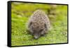 Wild Hedgehog is Looking for A Food-bloodua-Framed Stretched Canvas