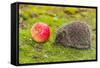 Wild Hedgehog is Looking for A Food-bloodua-Framed Stretched Canvas