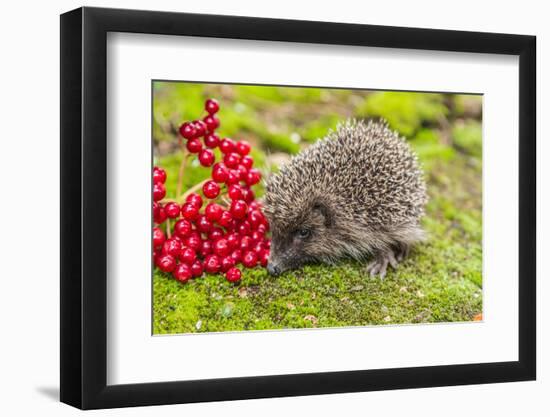 Wild Hedgehog is Looking for A Food-bloodua-Framed Photographic Print