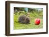 Wild Hedgehog is Looking for A Food-bloodua-Framed Photographic Print
