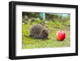 Wild Hedgehog is Looking for A Food-bloodua-Framed Photographic Print