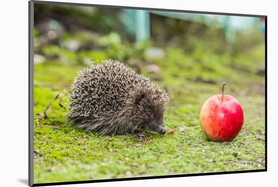 Wild Hedgehog is Looking for A Food-bloodua-Mounted Photographic Print