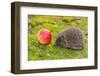 Wild Hedgehog is Looking for A Food-bloodua-Framed Photographic Print