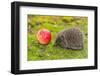 Wild Hedgehog is Looking for A Food-bloodua-Framed Photographic Print