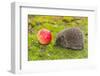 Wild Hedgehog is Looking for A Food-bloodua-Framed Photographic Print