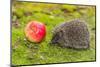 Wild Hedgehog is Looking for A Food-bloodua-Mounted Photographic Print