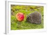 Wild Hedgehog is Looking for A Food-bloodua-Framed Photographic Print