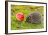 Wild Hedgehog is Looking for A Food-bloodua-Framed Photographic Print