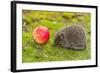 Wild Hedgehog is Looking for A Food-bloodua-Framed Photographic Print