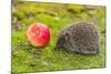 Wild Hedgehog is Looking for A Food-bloodua-Mounted Photographic Print