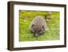 Wild Hedgehog is Looking for A Food-bloodua-Framed Photographic Print