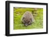 Wild Hedgehog is Looking for A Food-bloodua-Framed Photographic Print