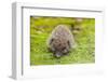 Wild Hedgehog is Looking for A Food-bloodua-Framed Photographic Print