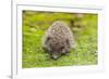 Wild Hedgehog is Looking for A Food-bloodua-Framed Photographic Print