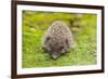 Wild Hedgehog is Looking for A Food-bloodua-Framed Photographic Print