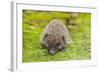 Wild Hedgehog is Looking for A Food-bloodua-Framed Photographic Print