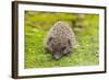 Wild Hedgehog is Looking for A Food-bloodua-Framed Photographic Print