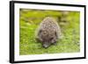 Wild Hedgehog is Looking for A Food-bloodua-Framed Photographic Print