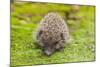 Wild Hedgehog is Looking for A Food-bloodua-Mounted Photographic Print