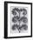 Wild Heliotrope-Karl Blossfeldt-Framed Art Print