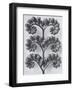 Wild Heliotrope-Karl Blossfeldt-Framed Art Print