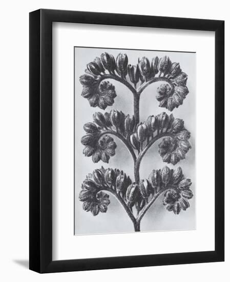 Wild Heliotrope-Karl Blossfeldt-Framed Art Print