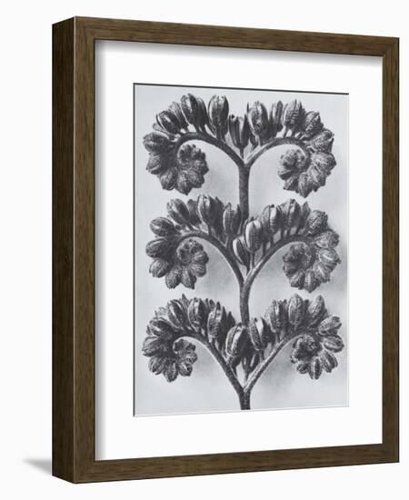 Wild Heliotrope-Karl Blossfeldt-Framed Art Print