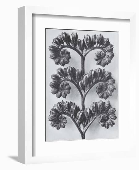 Wild Heliotrope-Karl Blossfeldt-Framed Art Print