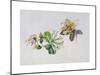 Wild Honeysuckles, 1999-Rebecca John-Mounted Giclee Print